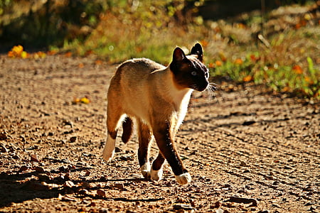 beige cat walking on road thumbnail