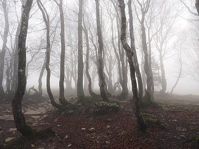 landscape photo of trees during fog thumbnail