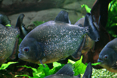 black fishes thumbnail