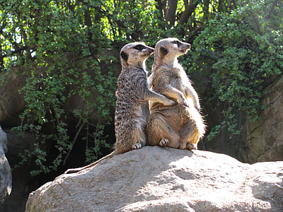 two brown sloths on rock at daytime thumbnail