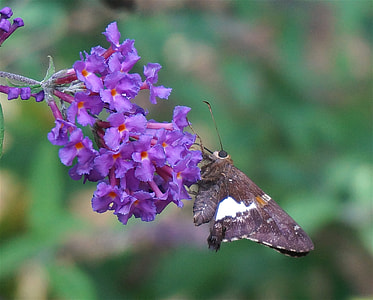 Silver-Spotted Skipper, Butterfly thumbnail