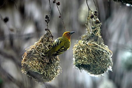 selective focus green and bird watching over green nest thumbnail