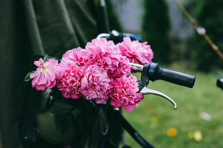 Woman holding a bicycle with beautiful pink flowers in the basket thumbnail