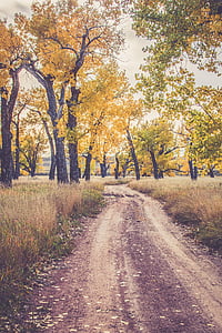 green trees surrounded by brown grass during daytime thumbnail