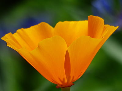 focused photo of yellow flower thumbnail