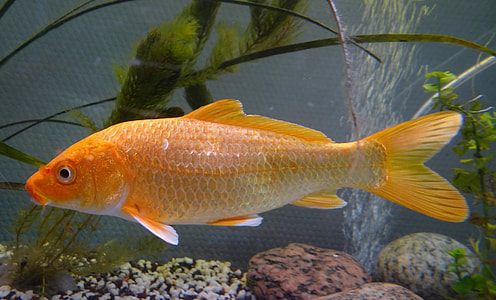 close up image of goldfish thumbnail