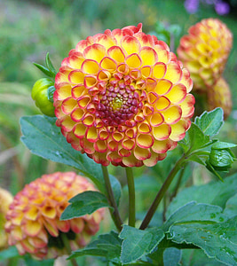 yellow-and-red ball dahlia flowers thumbnail