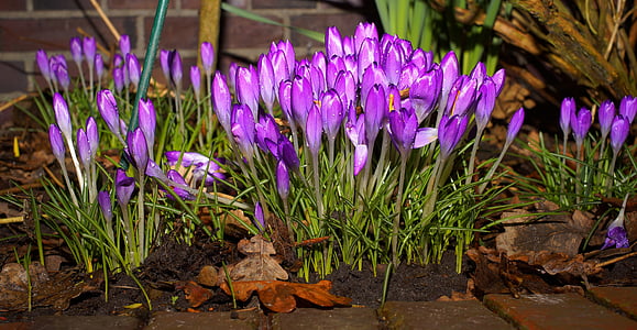 purple petaled tulip flowers thumbnail