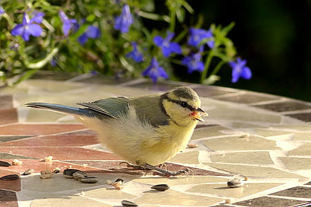 selective focus photography of yellow and gray bird thumbnail