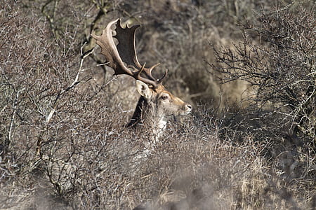 brown 4-legged animal in the forest thumbnail