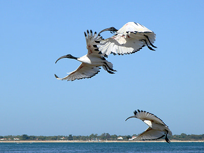 three white birds flying thumbnail
