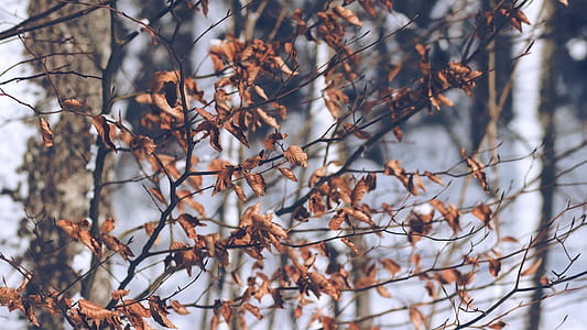 selective focus photo of brown leaf trees thumbnail