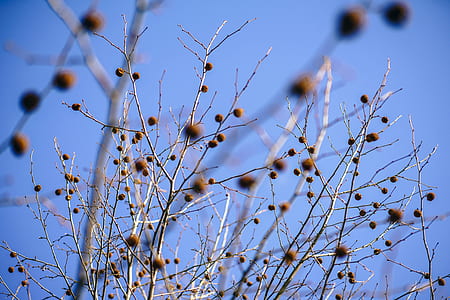 light, dawn, nature, sunset thumbnail