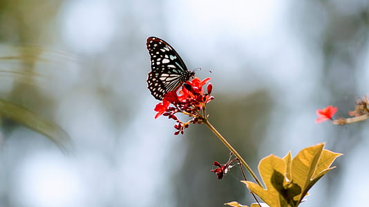black and white moth perch on red flower thumbnail