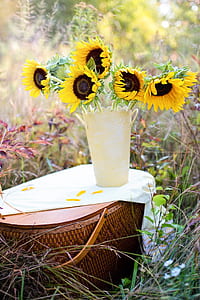 yellow sunflowers in yellow vase on brown wicker picnic basket thumbnail