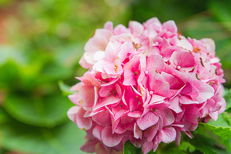 pink petal flowers thumbnail