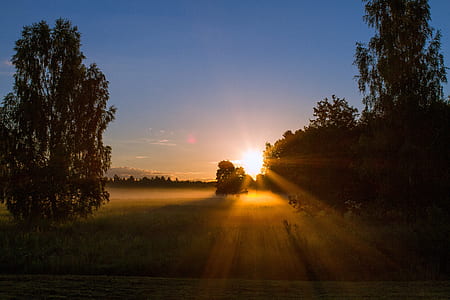 silhouette of trees under sunset thumbnail