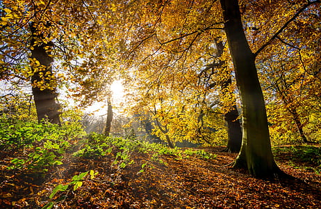 sun rays on yellow leaf tree thumbnail