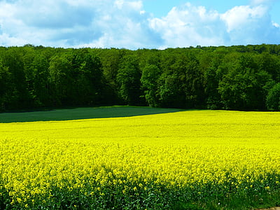 yellow and green plant field thumbnail
