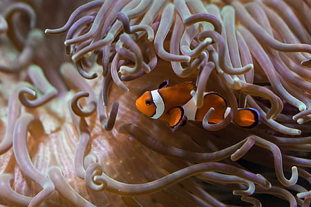 close-up photo of clown fish thumbnail