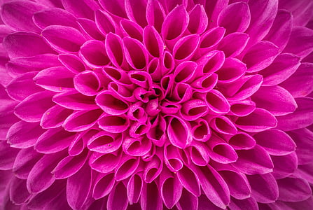 pink flower petals thumbnail