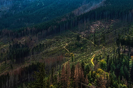 aerial photography of green trees on hill thumbnail