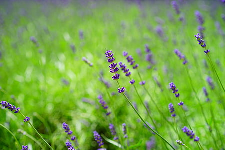 shallow focus photography of purple flowers thumbnail