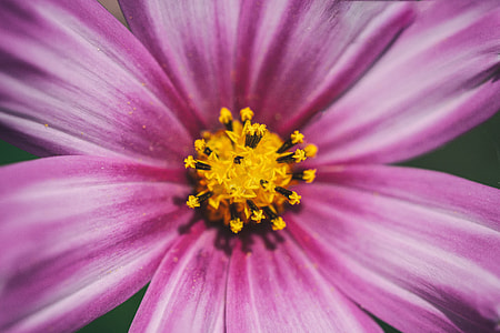 Close-up macro shot of a Cosmos flower, image captured with a Canon 6D DSLR thumbnail