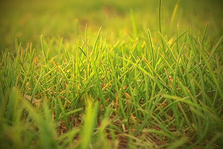 green grass photography thumbnail