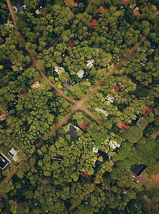 bird's-eye view photography of houses surrounded by trees thumbnail