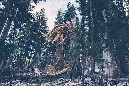 landscape photo of green leafed trees thumbnail