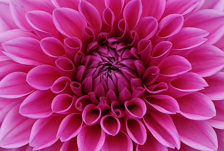 close-up photo of pink petaled flower thumbnail