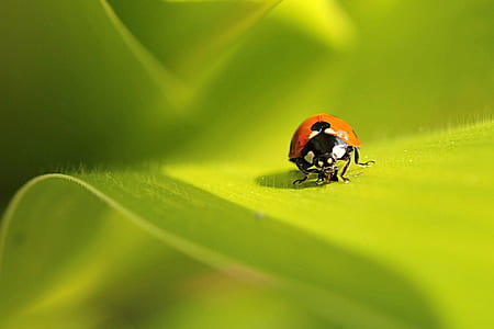 microscopic photography of lady bug thumbnail
