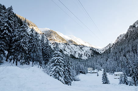 snow covered trees under clea blue sky thumbnail