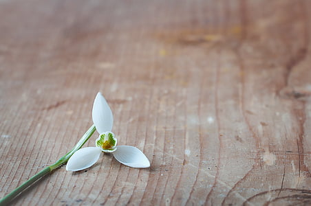 white 3-petaled flower on brown wooden surface thumbnail