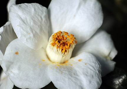 shallow focus photography of white flower thumbnail