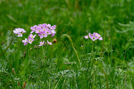 purple petaled flowers in bloom at daytime thumbnail