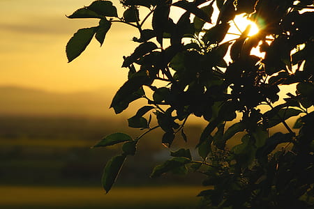 selective focus photography of green leafed tree taken during golden hour thumbnail