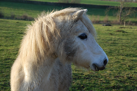 close-up photography of brown horse thumbnail