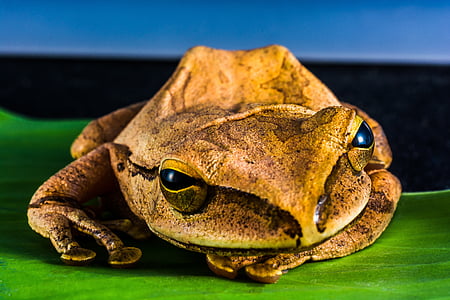 brown bullfrog thumbnail