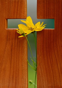 yellow flower in between of brown wooden board thumbnail