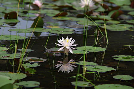 white lotus flower on body of water thumbnail