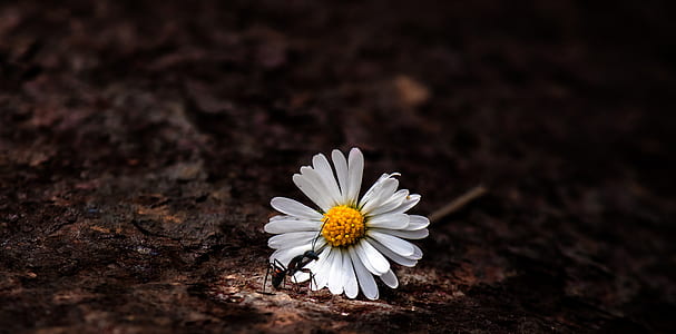 depth of field photography of daisy flower on ground thumbnail