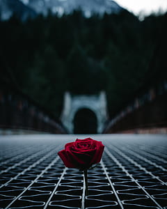 selective focus photography of red rose thumbnail