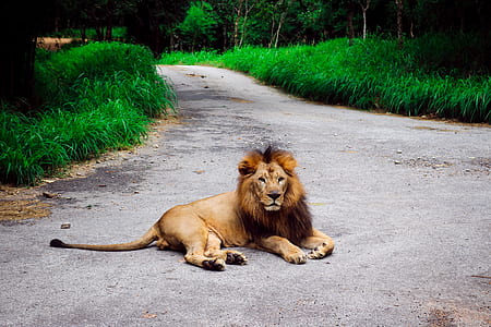 brown lion lying on gray road near the green plant at daytime thumbnail