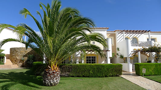 palm plant in front of white house thumbnail