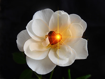 closeup photo of white petaled flower thumbnail