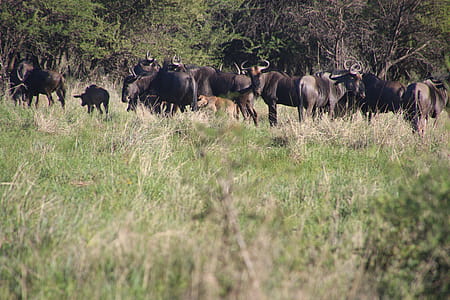 Photo of Buffalos in the Field thumbnail