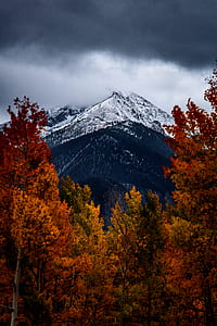 brown trees near mountain during daytime thumbnail