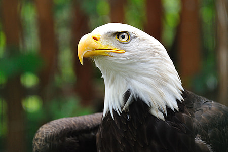 selective focus photo of bald eagle thumbnail